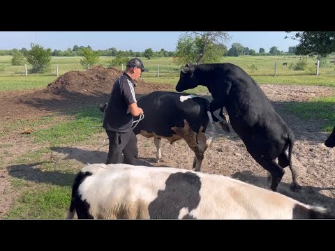 Продаж бичків! Текронові відвали для плуга LEMKEN !