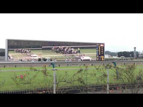 菊花賞を東京競馬場で