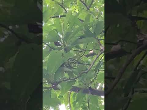 aau taga short #vlog #video  🍈🍈🍈🍏🍏🍏🍏🍐