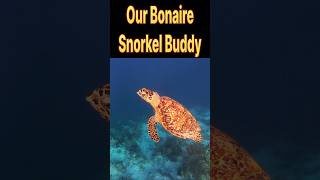 Our snorkel buddy in Bonaire! #seaturtles #cruiseship