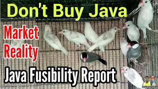 Download the video "Java sparrow feasibility report | Java bird future | Java sparrow information | Java bird care tips"
