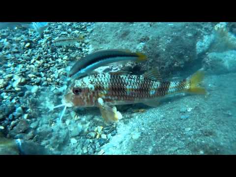 Mullus surmuletus