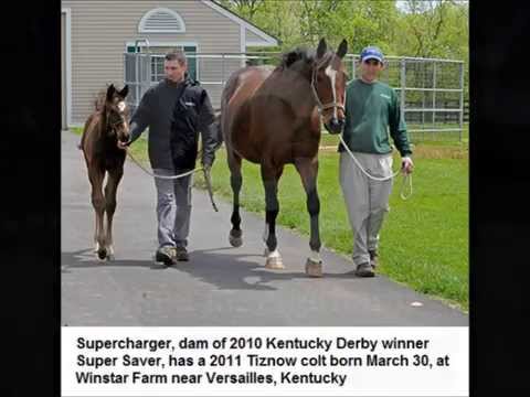 CHARGE NOW (USA), 2011, db/br, colt