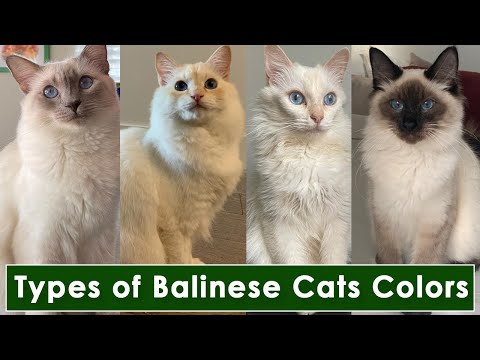 12 Types of Balinese Cats Colors, and Patterns / 12 Types of Balinese Cat