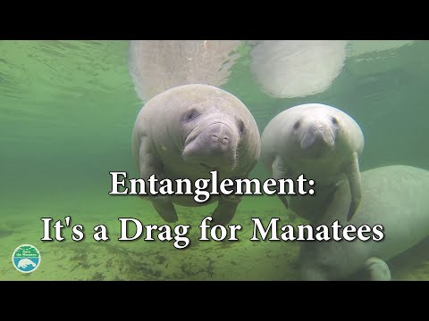 Manatees and Entanglement