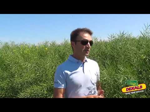 Rapita DEKALB in ferma START SA -  interviu ing. Liviu Titianu