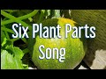 Root, Stems, Leaves, Flowers, Fruits, and Seeds by the Banana Slug Stringband Cover