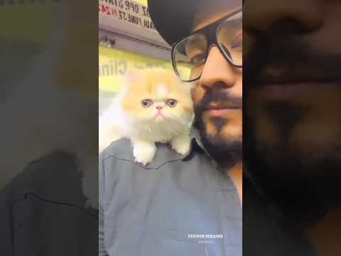 Beauty Of Tanveer Persians 😻❤️ #cats #persiancat #shortvideo #catlover #catshorts
