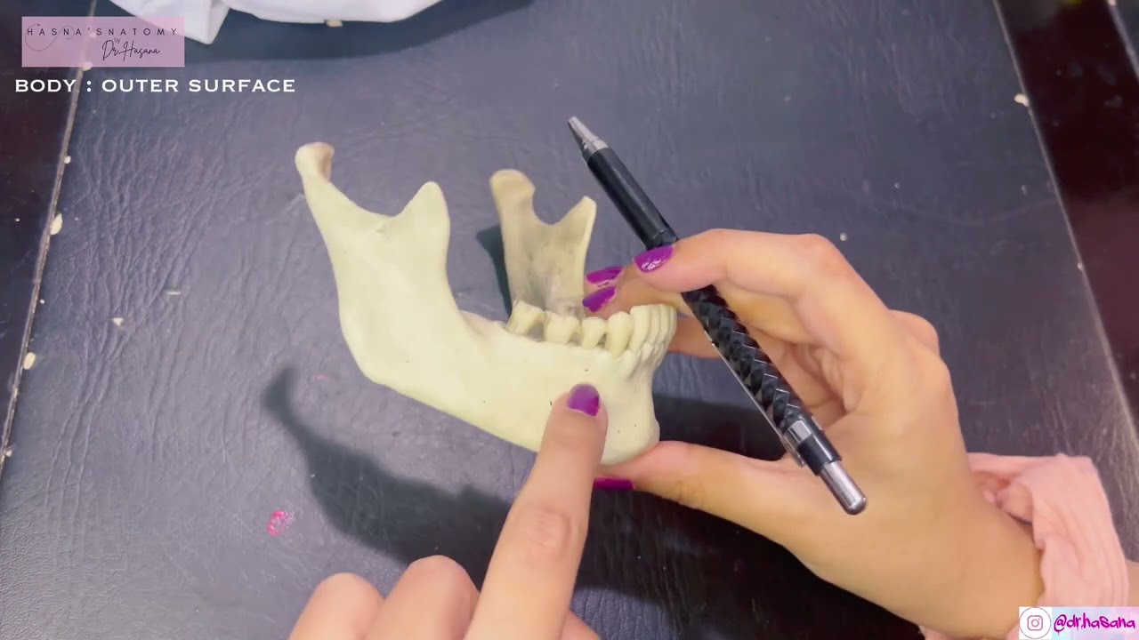 Mandible Bony Features EASY | Skull anatomy