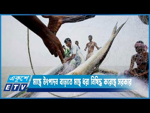 ইলিশসহ সব মাছে উৎপাদন বাড়াতে মাছ ধরা নিষিদ্ধ করেছে সরকার | ETV News