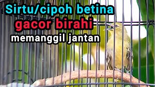 Download lagu Suara sirtu betina gacor birahi memanggil jantan, bikin sirtu/cipoh cepat gacor mp3