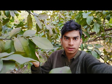 umair na  red amrud amazing 