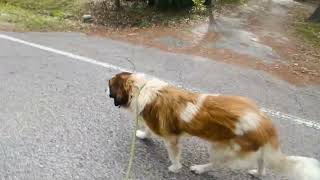 Video preview image #1 Great Pyrenees Puppy For Sale in Spring, TX, USA