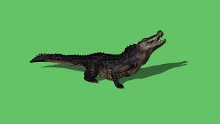 Download lagu Crocodile green screen video mp3