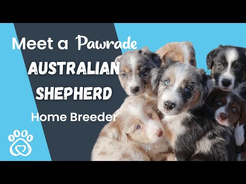 Meet a Pawrade Breeder