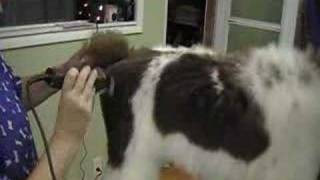 Rear Angulation Standard Poodle Grooming