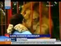 я люблю тебя мой лев!.flv 