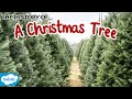 The History Of Christmas Trees For Kids Why Do We Have Christmas Trees