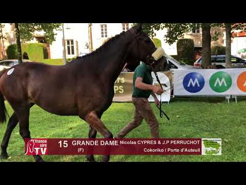 Sprinter Sacré Show 2018 : Lot 15 - GRANDE DAME