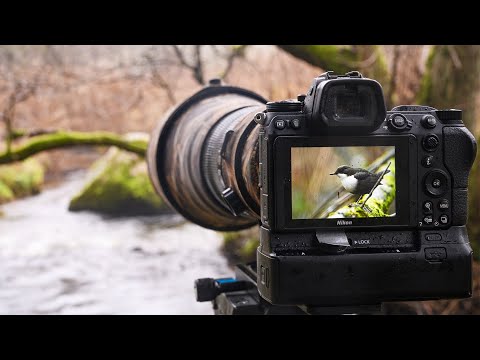 Bird Photography - How to photograph the dipper.