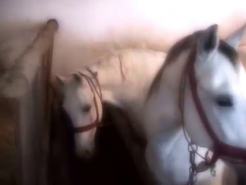 Samuel Kovac ml.-Stareho otcove kone