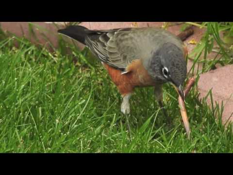 Robin Hunting a Worm 1080p HD