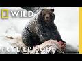 A National Park S Frigid Winter Full Episode Wild Yellowstone Nat Geo Animals