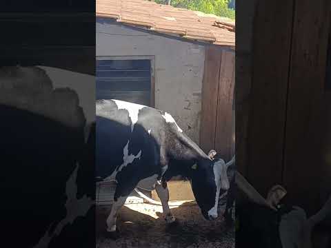 Produção de leite,vacas holandesas em Tunápolis Santa Catarina