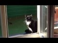 Katze genießt die Februar Sonne 