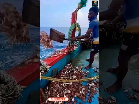 Crab Trick to Catch Fish ll TOT FACTS