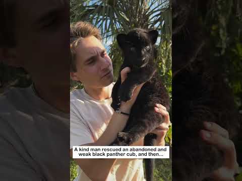 Rescuing a black panther cub #lovestory #animals #wildliferescue #cute #blackpanther #rescue #love
