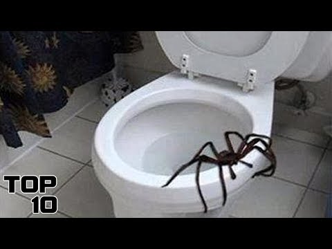 Top 10 Scariest Things Found In Your Toilet Video