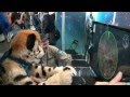 Furries at ComicCon Russia & Igromir-2014 