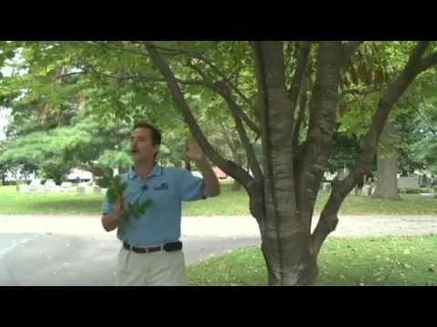 download lagu mp3 mp4 Kentucky Yellowwood, download lagu Kentucky Yellowwood gratis, unduh video klip Kentucky Yellowwood