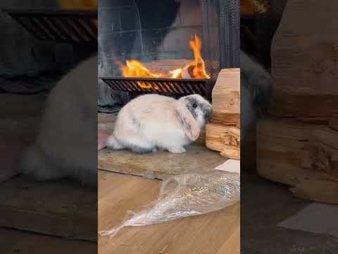 It’s so hard to get anything done. #bunnydog