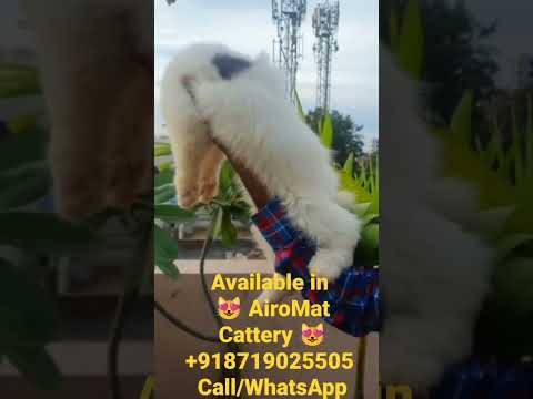 lowst Price | Available in 😻 AiroMat Cattery 😻 +918719025505 Call/WhatsApp