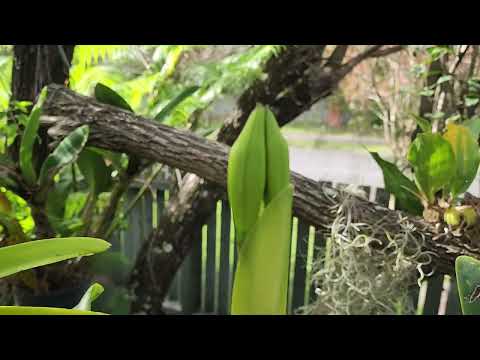 What's in bloom and what's to come in June 2024