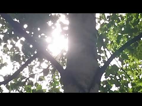 🌿 Relaxing Nature Scenes - Jonathan Mogavero - Casa De Frio - Entrancing Summer