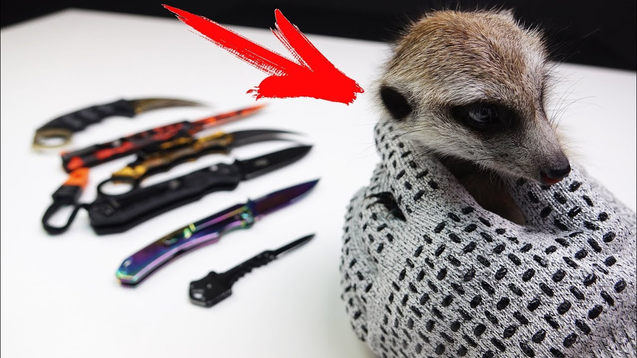 Проверяю БРОНЕ Перчатки с моим Сурикатом и моя Новая коллекция Ножей из Китая !!!