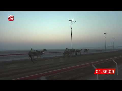  ش 1 (محبة) لـ محمد سهيل راعي العويا العامري 8:11:25 , شارة الديوان 1 2026/09/19 ثنايا الوقن  
