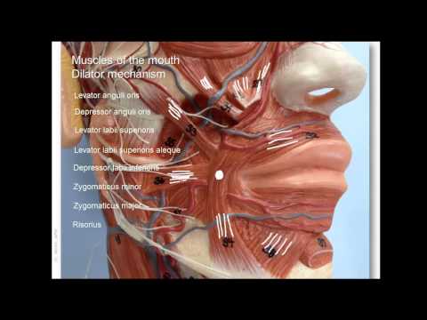 Anatomía de los músculos faciales - parte inferior