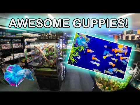 I UNBOX AWESOME TROPICAL FISH! ~ Paul's Aquariums Live Fish Unboxing!