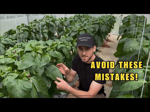 Hydroponic Peppers | Farming at Home - GREENHOUSE