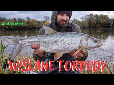 ASP IN AUTUMN FROM THE VISTULA ep.160 #asp #spinning #handmade #Vistula #fishing #badyl #lures