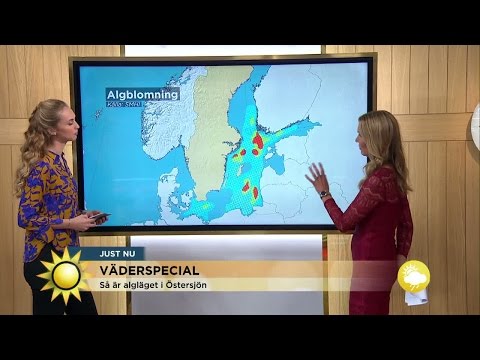 Så är algläget i Östersjön - Nyhetsmorgon (TV4)