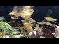 Xiphophorus Cortezi Rio Axtla Priapella Compressa AFV 2008