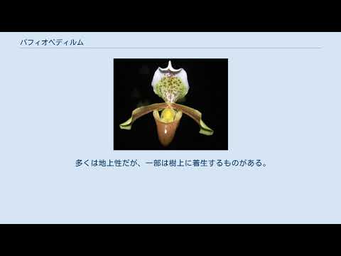 パフィオペディルム ベラトゥルムについて詳しく解説