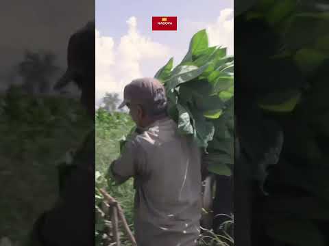 🌿  𝐕𝐈𝐍𝐀𝐋𝐄𝐒 - THUNG LŨNG XANH YÊN BÌNH VÀ “TRÁI TIM” CỦA VĂN HÓA XÌ GÀ CUBA