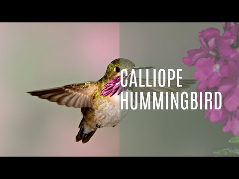 Calliope Hummingbird (Selasphorus Calliope)