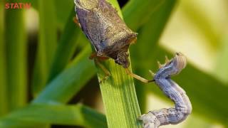 The Animal World - The Most Exotic Predator - Podisus maculiventris